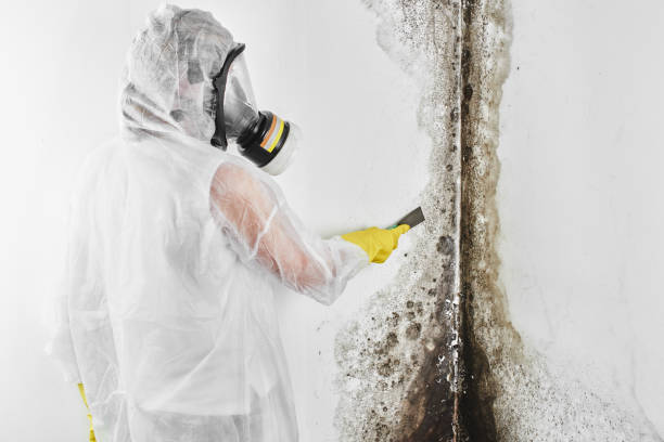 Professional Mold Remediation in Eureka, IL
