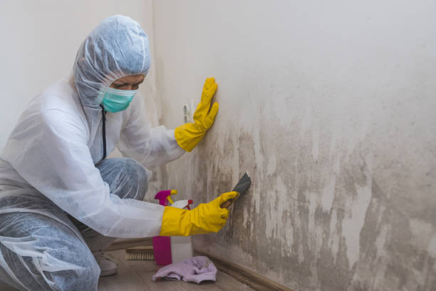 Best HVAC Mold Remediation in Eureka, IL