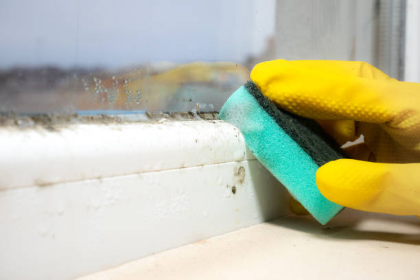 Best Crawl Space Mold Remediation in Eureka, IL