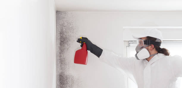 Best DIY Mold Remediation Support Services in Eureka, IL