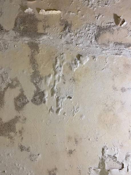 Best Kitchen Mold Remediation in Eureka, IL
