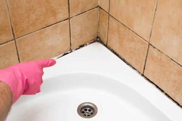 Best Insurance-Related Mold Remediation in Eureka, IL