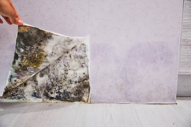 Best Emergency Mold Remediation in Eureka, IL